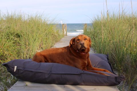 A Delilah Home Pillow Dog Bed lounging on the beach.