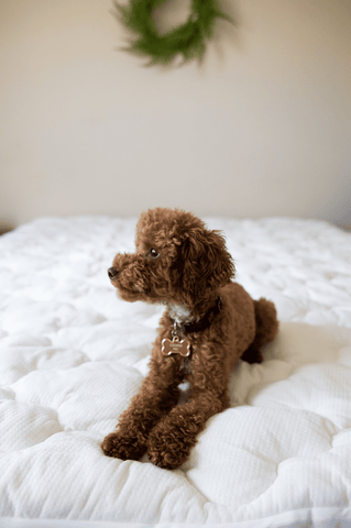 A brown poodle lounges on a waterproof Pillowtex Bamboo Mattress Topper.