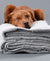 A brown dog sleeps peacefully with its head on a neatly folded stack of Delilah Home 100% Organic Cotton Bath Towels, set against a plain gray background, looking relaxed and comfortable.