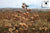 A cotton field with brown, fluffy bolls under a cloudy sky and hills in the background. American Blossom Linens logo top right; ideal for those who love Colored Cotton Bed Pillowcases made from natural heirloom cotton in the USA.