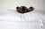 A woman lying on a Holiday Inn® Touch of Down Feather & Down Pillow | Soft Support by Hollander.