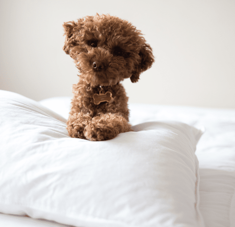 A brown poodle resting comfortably on a Pillowtex White Duck Down & Feather Pillow pillow.