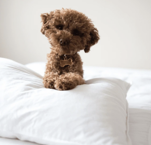 A curious toy poodle with a fluffy brown, hypoallergenic coat sits attentively on a Radisson<sup>®</sup> Hotel Group Pillow | Firm, its head slightly tilted in an adorable expression, against a soft, neutral background.