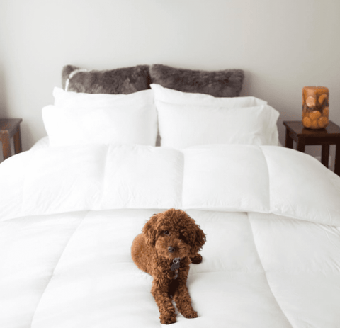 A brown poodle sitting on a Pacific Coast Feather Company Marriott® Down and Feather Pillow.